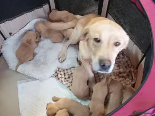 Labrador Retriever dogs Labrador puppies only 4 left - Advert 8