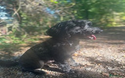 Cockapoo dogs for stud: Stud Cockerpoo - Image 6