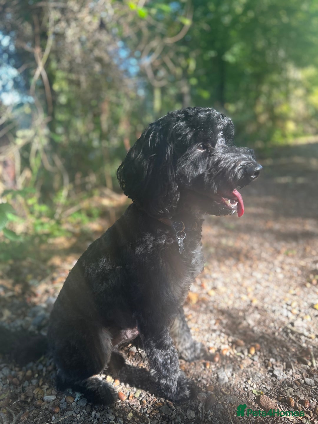 Cockapoo dogs for stud: Stud Cockerpoo - Image 6