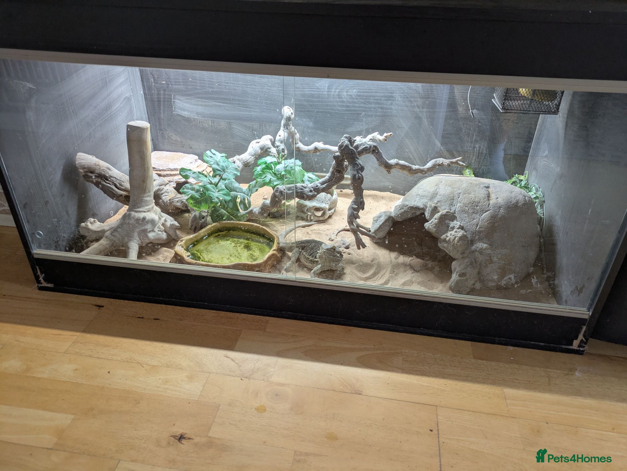 Bearded Dragon reptiles Bearded Dragon with Vivarium and all accessories  - Advert 5