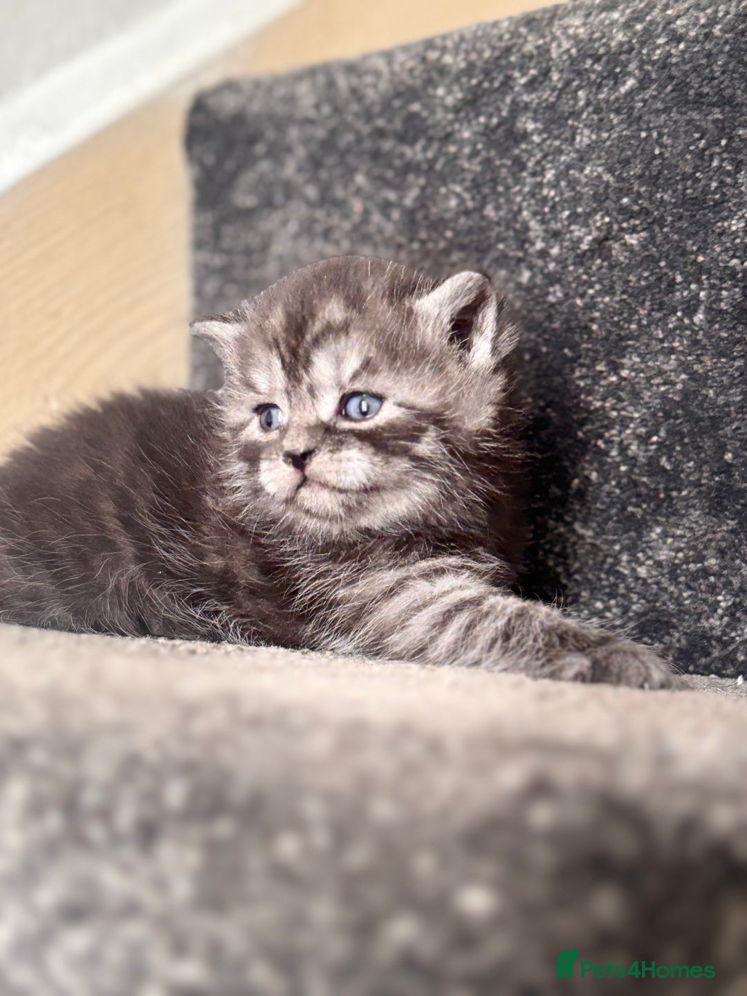 British Shorthair cats for sale: British shorthair kittens - Image 9