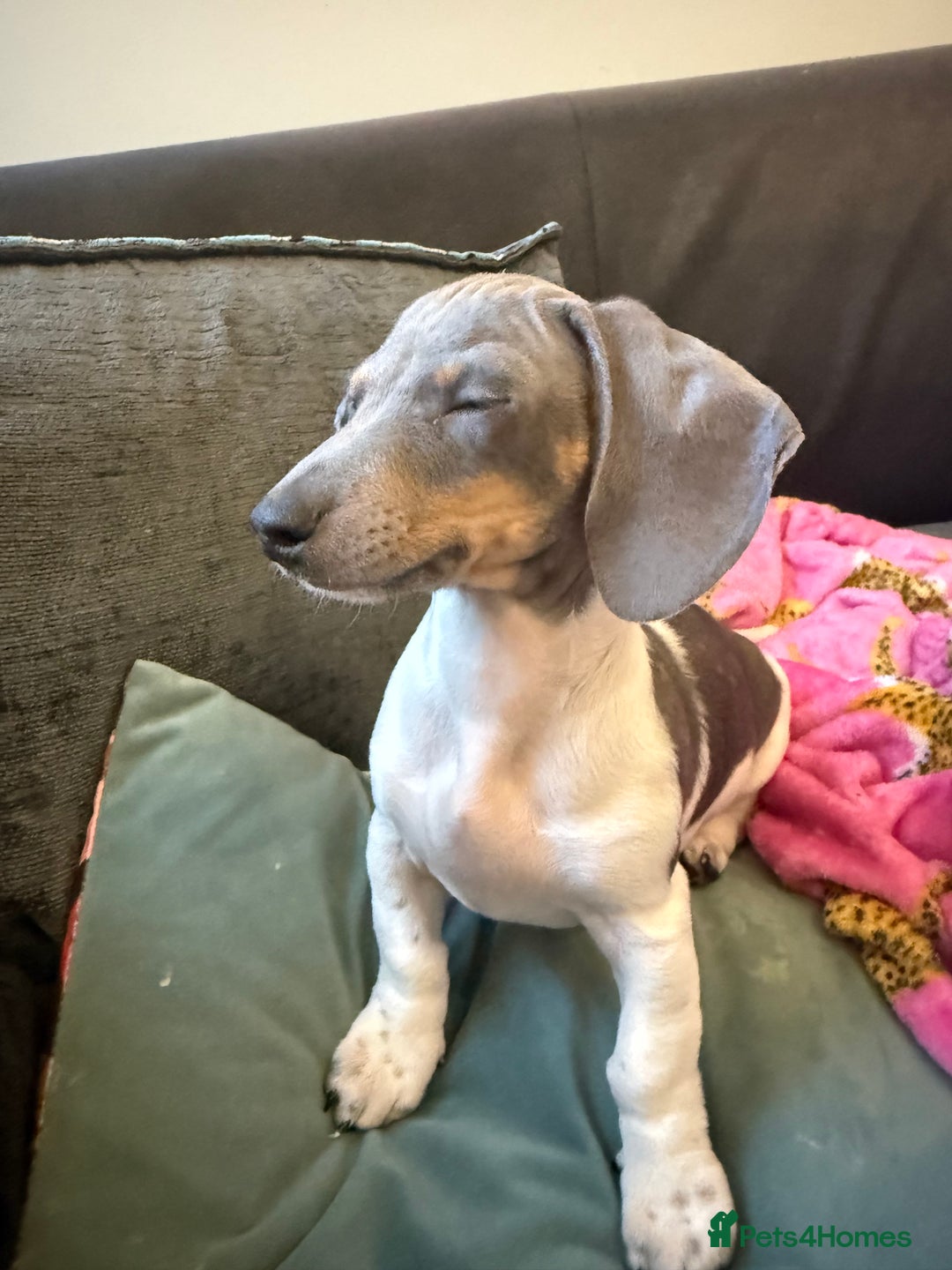 Miniature Dachshund dogs for sale: Dachshund puppy  - Advert 2