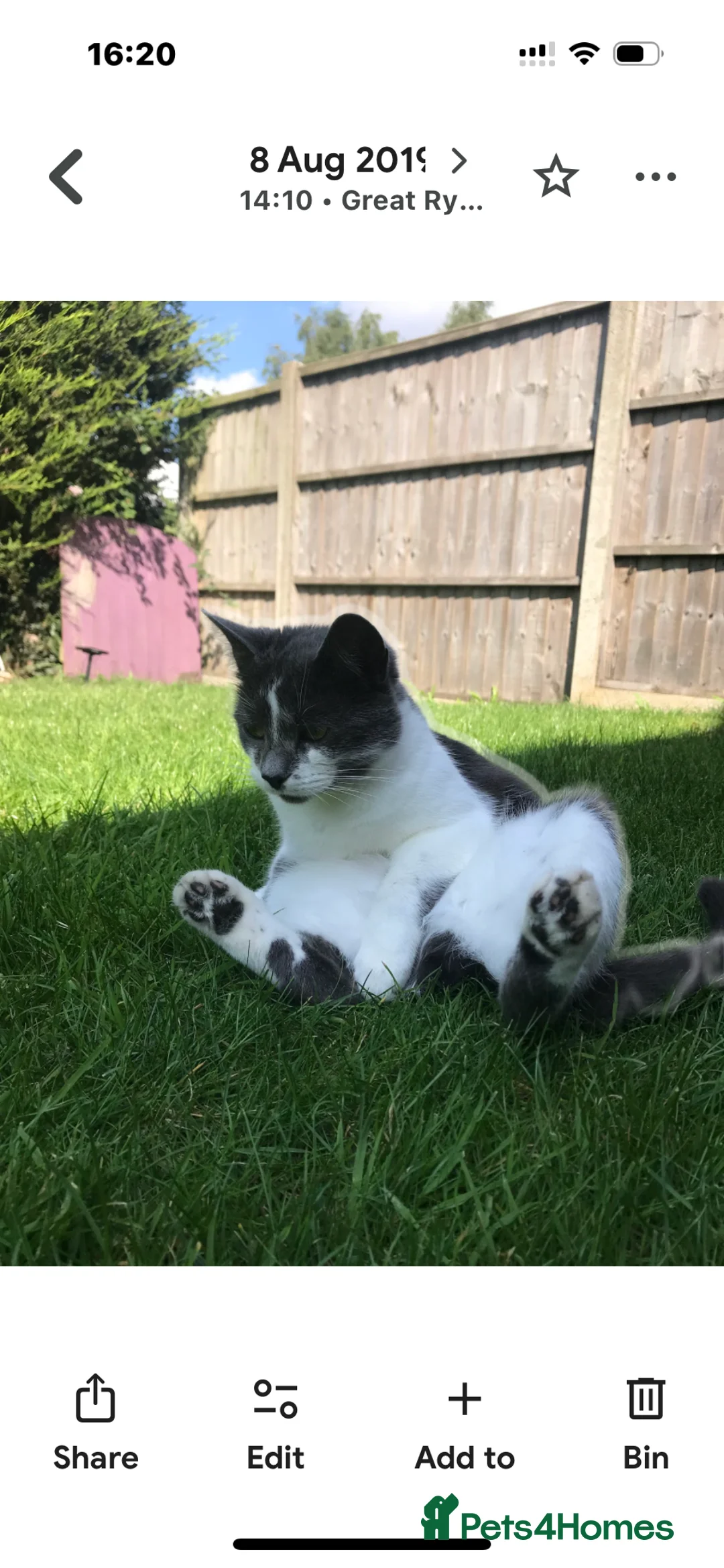 British Shorthair cats for sale: Saphire - Advert 3