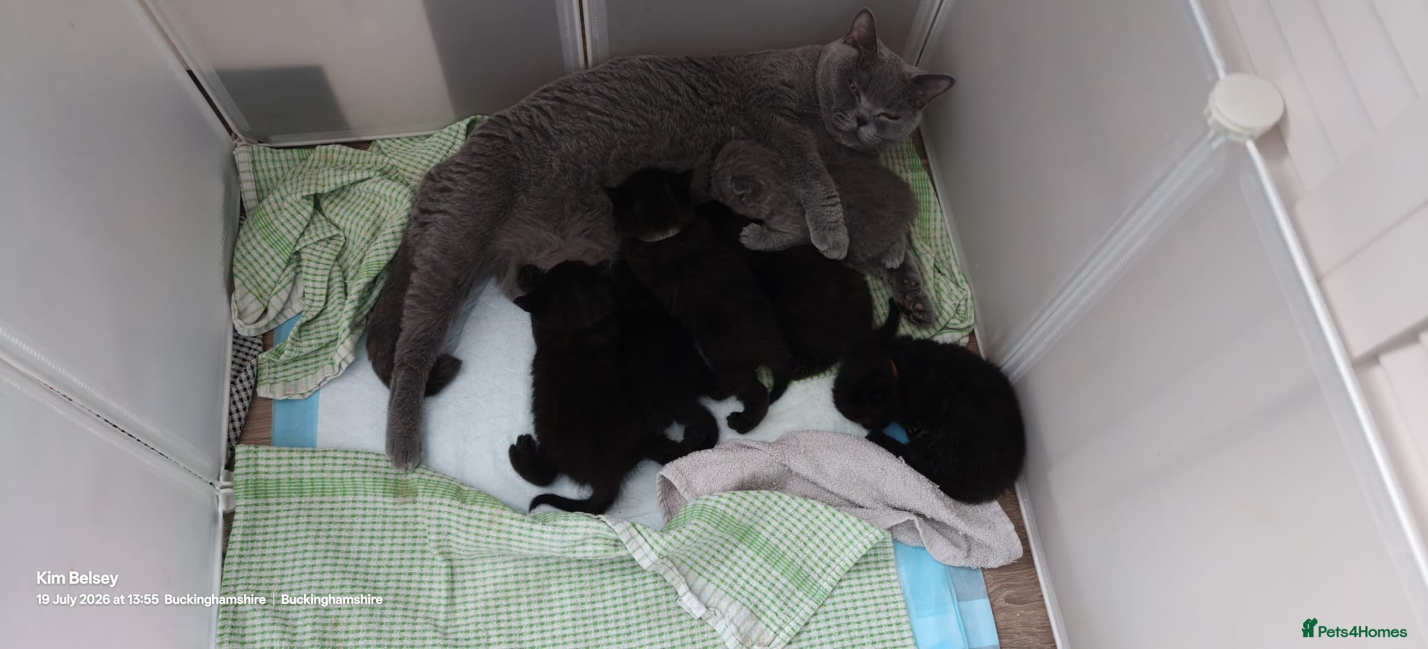British Shorthair cats BSH GCCF reg black and blue ready to leave 18 sept - Advert 1