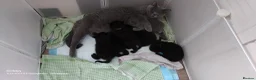 British Shorthair cats for sale: BSH GCCF reg black and blue ready to leave 18 sept - Advert 1