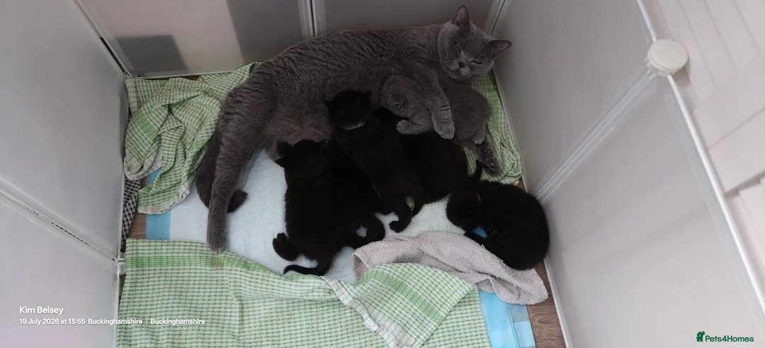 British Shorthair cats for sale: BSH GCCF reg black and blue ready to leave 18 sept - Advert 1