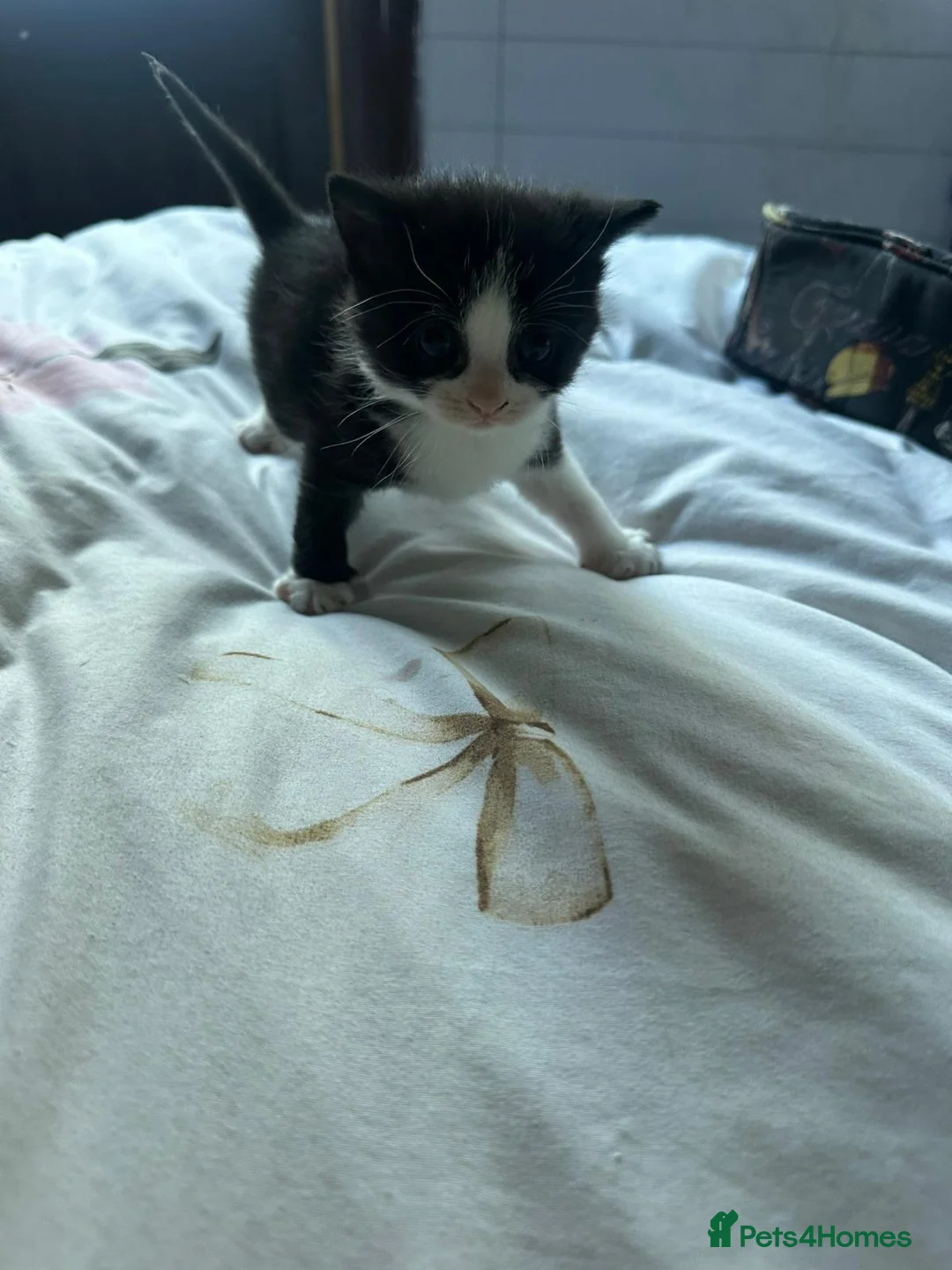 Mixed Breed cats for sale: Selling cute tuxedo cat in Edgware - Advert 3