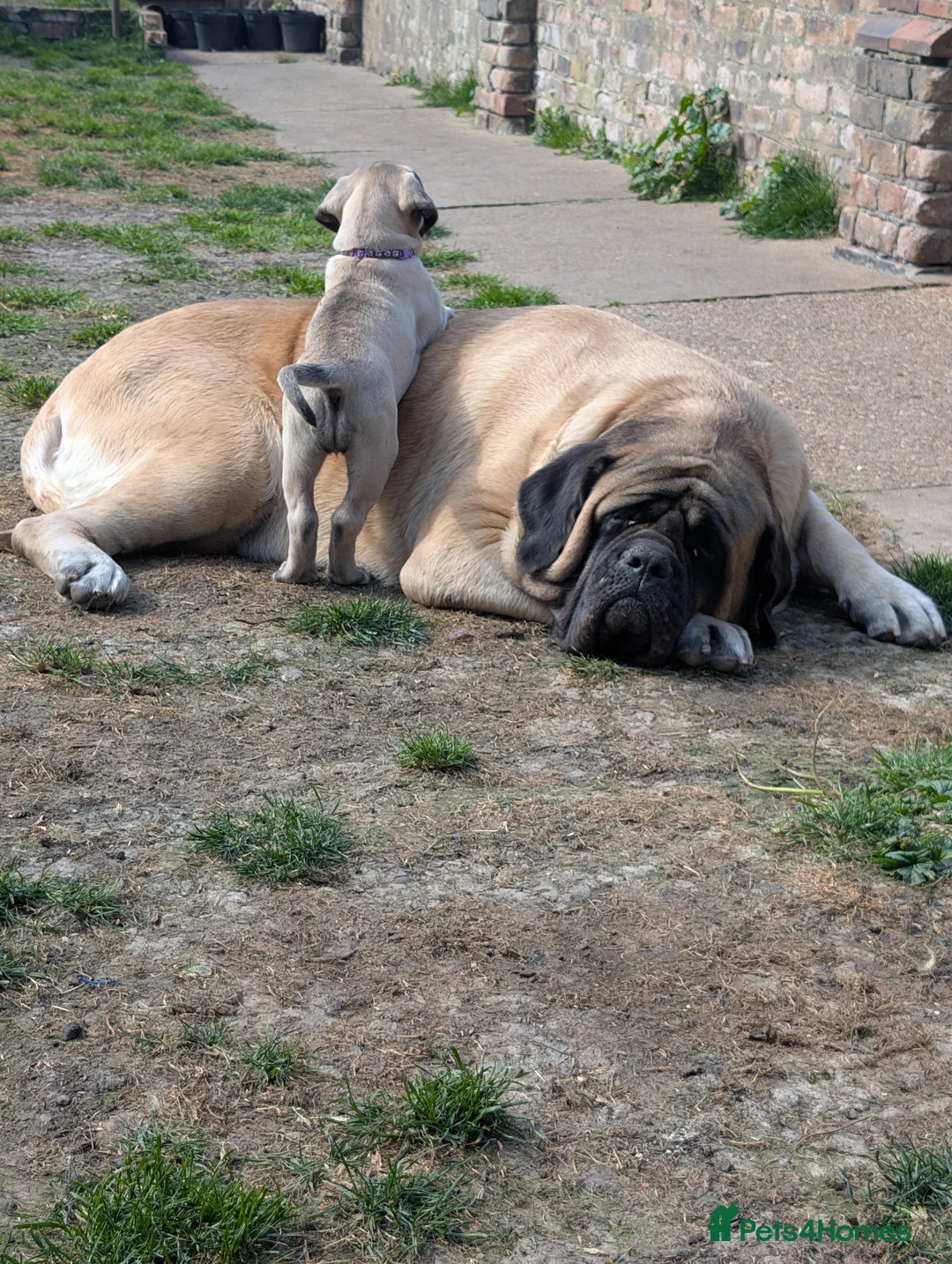Mastiff dogs for sale: Show line, health tested English mastiff puppies - Advert 10