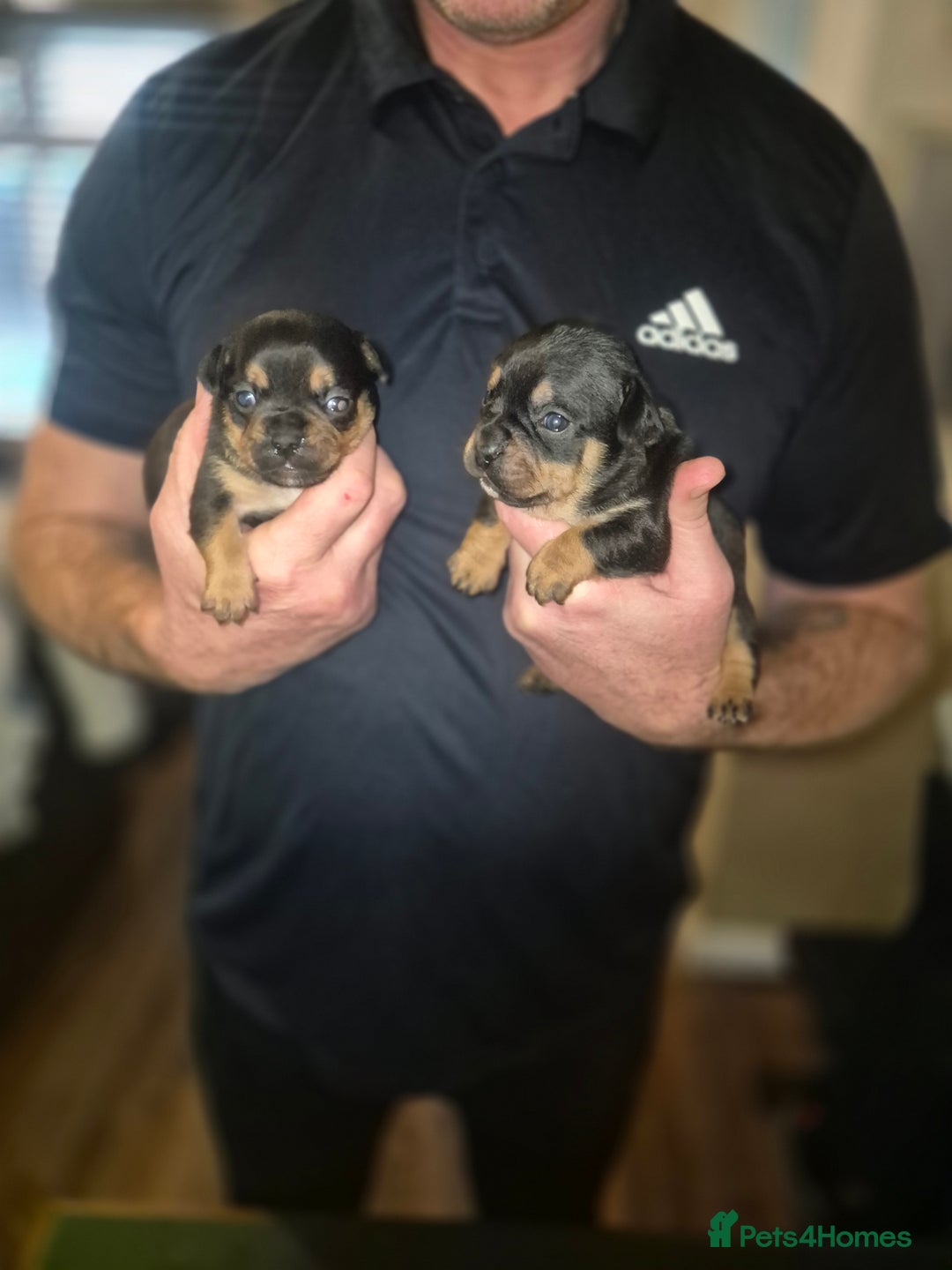 Mixed Breed dogs for sale: French bulldog x jack russell - Advert 8