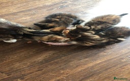 Mixed Breed cats for sale: Tabby boy  - Image 4