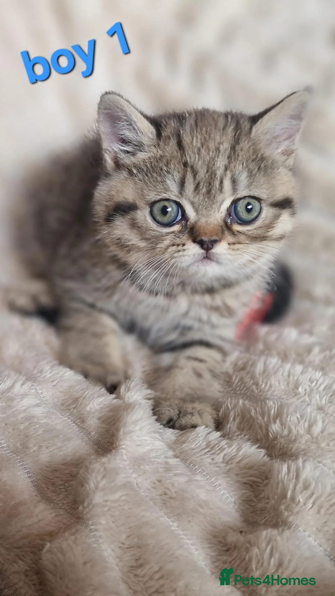 Exotic cats for sale: 4 beautiful exotic x kittens - Advert 2