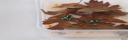 Frog reptiles for sale: Dendrobates auratus ‘Green & Black’ Dart Frogs - Advert 4