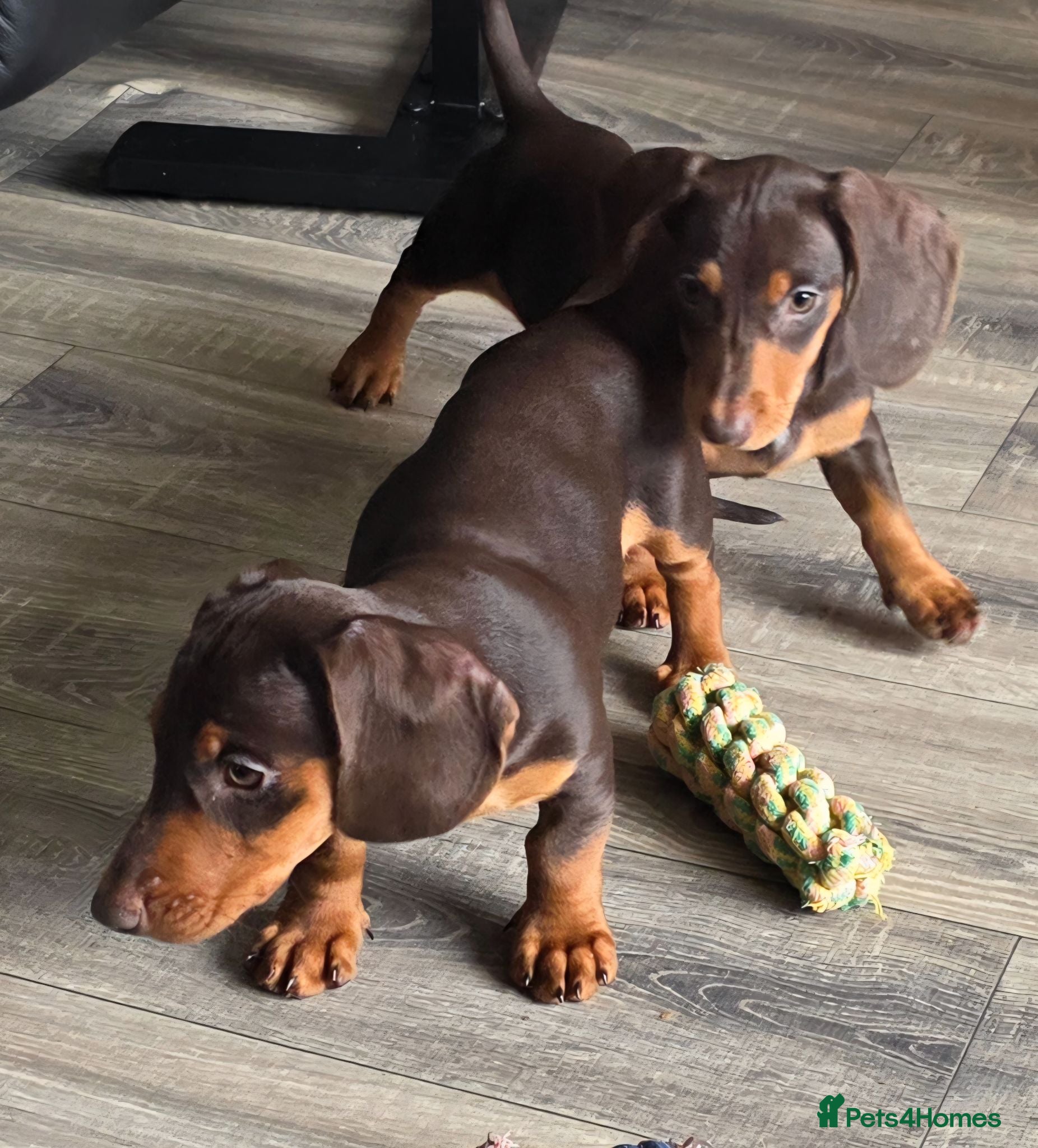 Miniature Dachshund dogs Stunning miniature dachshund puppies - Advert 9