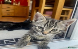 Domestic Shorthair cats for sale: Male kittens  - Image 2