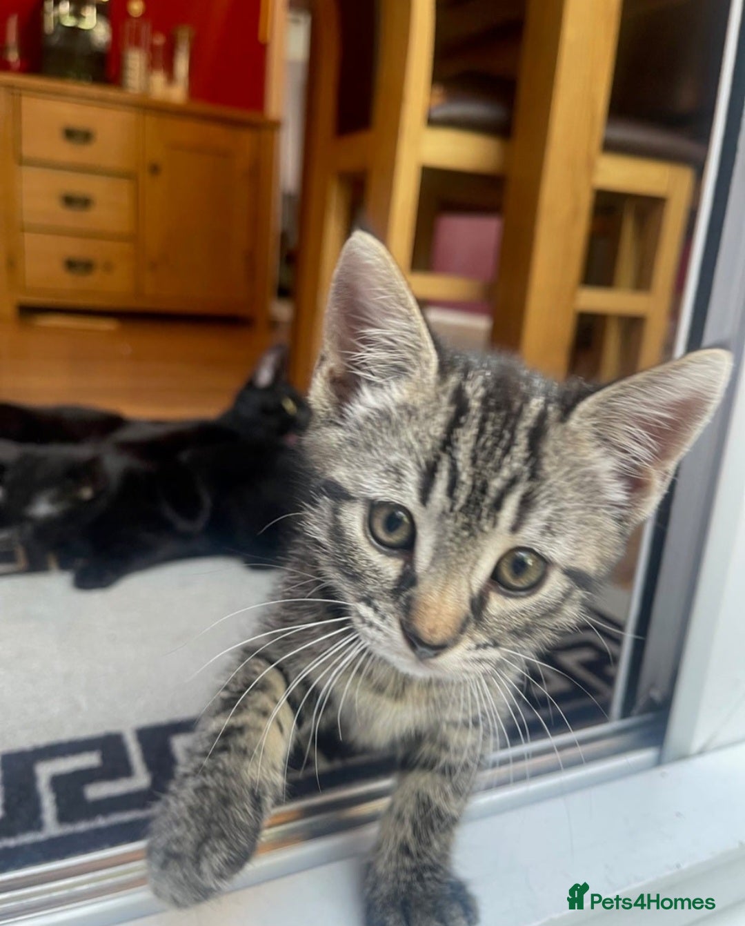 Domestic Shorthair cats for sale: Male kittens  - Image 2