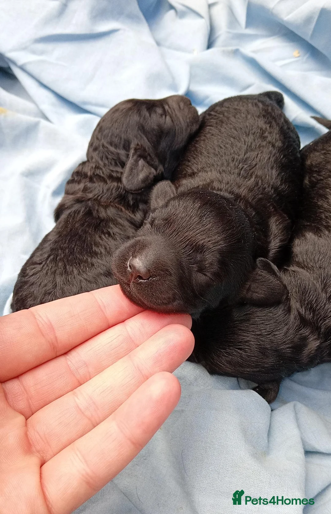 Cockapoo dogs for sale: Black cockapoo  - Advert 2