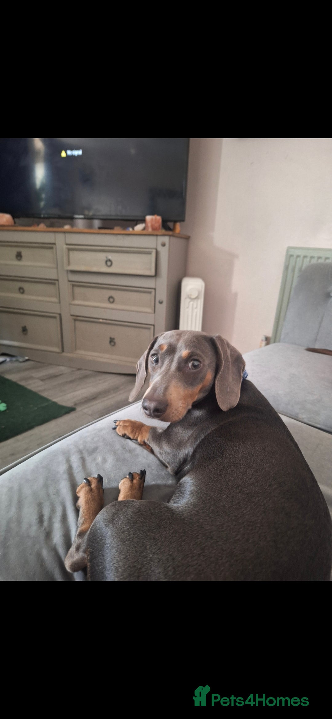 Dachshund dogs for sale: Blue and tan sausage dog  - Advert 3