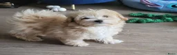 Maltipoo dogs for sale: 2  F1 Asian small Maltipoo Girls - Advert 10