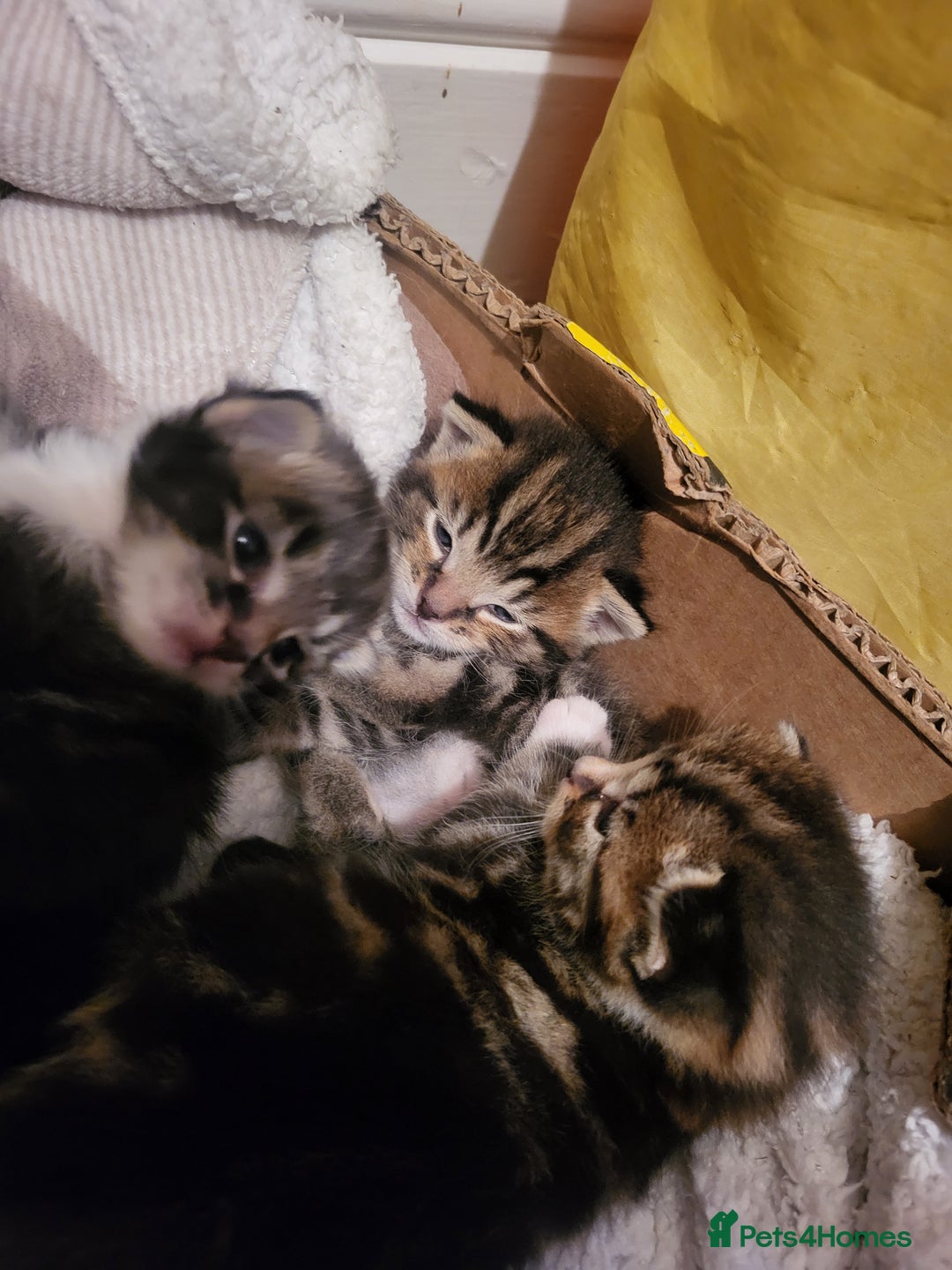 Mixed Breed cats for sale: 2 tabby boys looking for there forever home  - Image 4