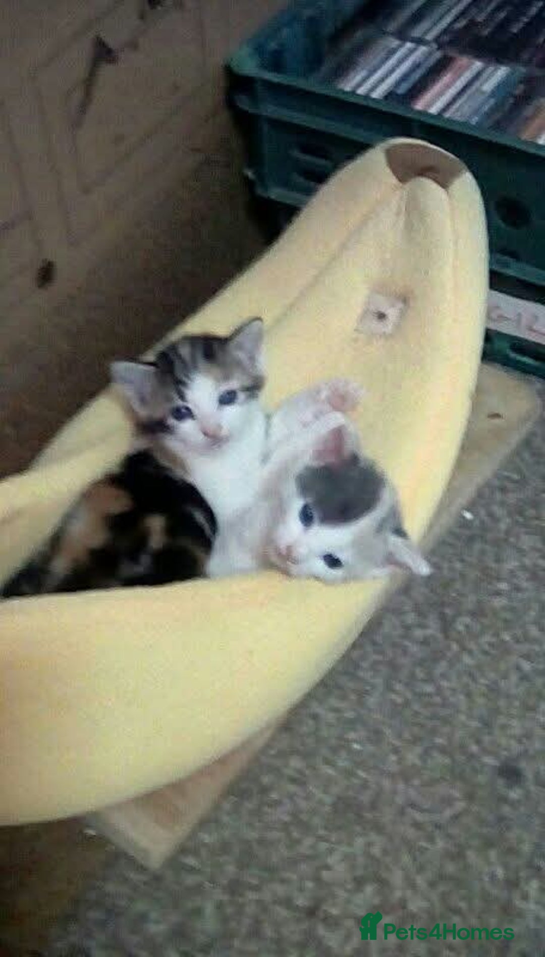 Mixed Breed cats for sale: 4 female bendal/ crossed kittens 7 week old , - Advert 2