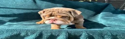 English Bulldog dogs for sale: 🌟 Quality English Bulldog Puppies ⭐️  - Advert 11