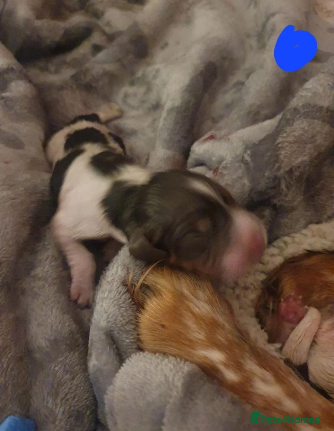 Cocker Spaniel dogs for sale: Beautiful cocker spaniels  - Advert 2