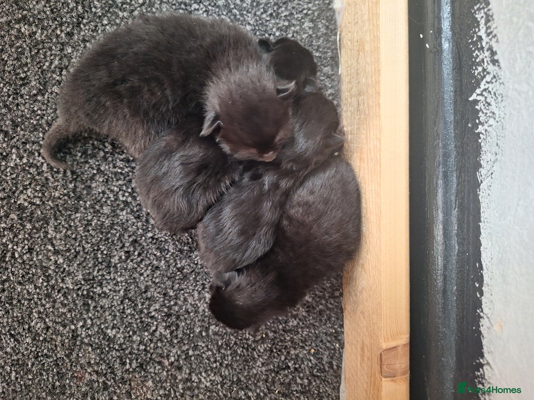 British Longhair cats for sale: Longhaired kittens in London - Image 1