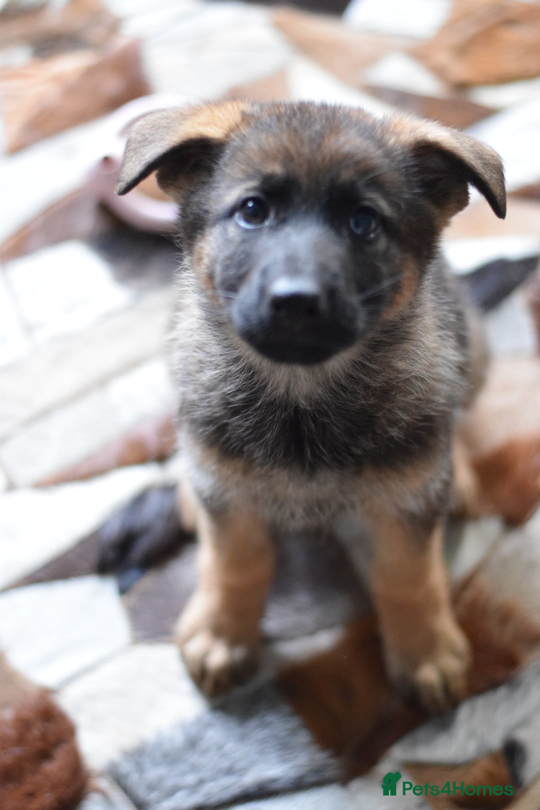 German Shepherd dogs for sale: German Shepherd Puppies - Image 15