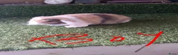 Mini Lop rabbits for sale: Mini lops  - Advert 3