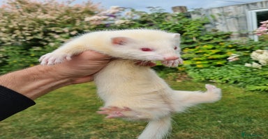 Ferret rodents - Advert 8