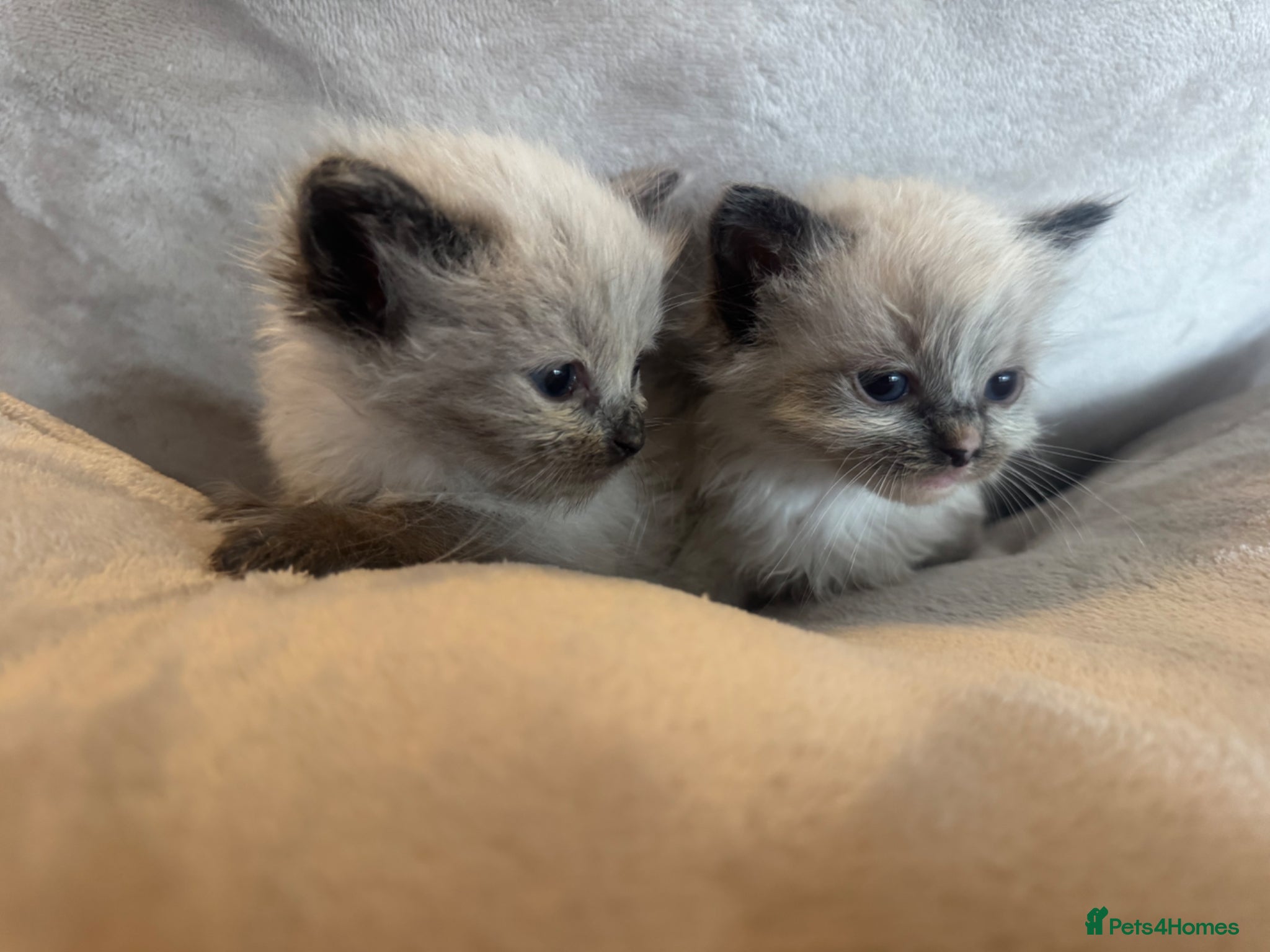 Ragdoll cats Adorable ragdoll kittens - Advert 2