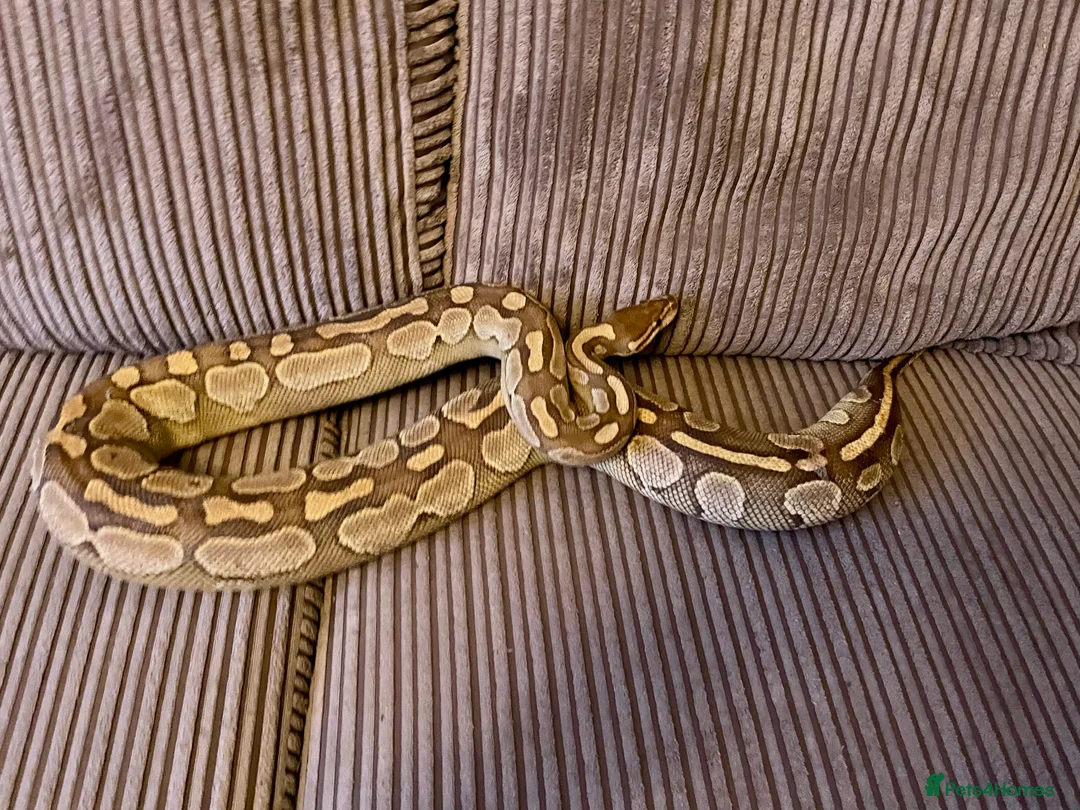 Python Snake reptiles for sale: Royal Python Collection Designer Morphs Females - Advert 12