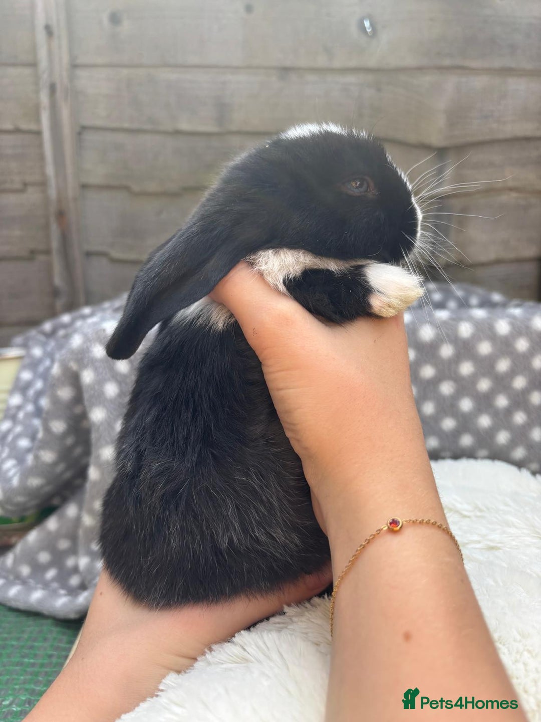 Havana rabbits for sale: 5 little bunnies for sale!! - Image 7