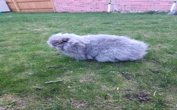 Mini Lion Lop rabbits for sale: Mini lion head lop male - Image 3