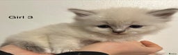 Ragdoll cats for sale: Seal Tabby Point & white Biocolour Ragdoll kittens - Advert 4
