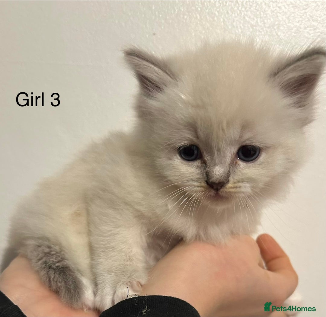 Ragdoll cats for sale: Seal Tabby Point & white Biocolour Ragdoll kittens - Advert 4