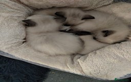 Siamese cats for sale: Siamese crossed with  Ragdol - Image 3