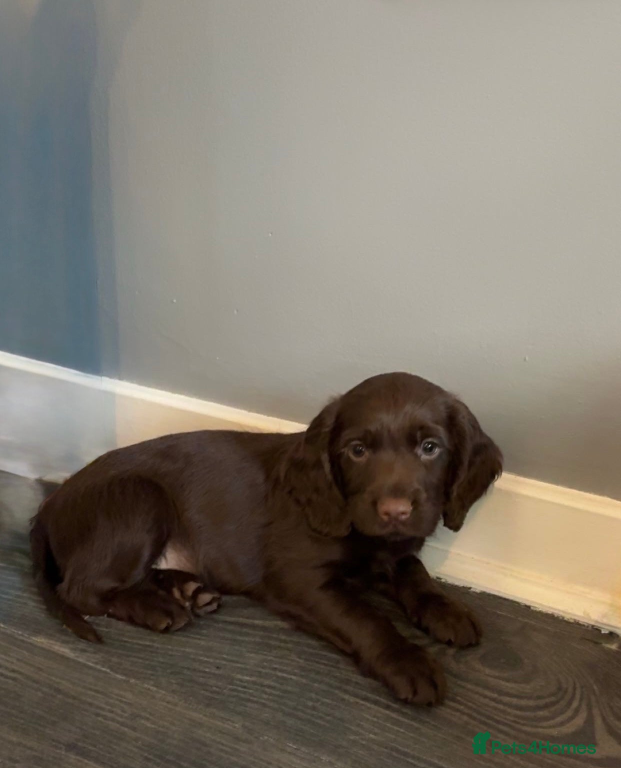 Cocker Spaniel dogs PEDIGREE WORKING COCKER SPANIEL PUPPIES  - Advert 15