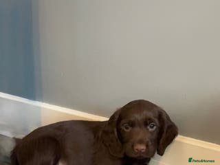 Cocker Spaniel dogs PEDIGREE WORKING COCKER SPANIEL PUPPIES - Advert 15