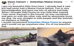 Maine Coon cats for sale: HIGH SILVER EHITE  GIRL ✨TICA REG BREEDER - Image 18