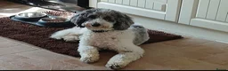 Bordoodle dogs for sale: F1b Bordoodle extensive genetic test clear - Advert 7