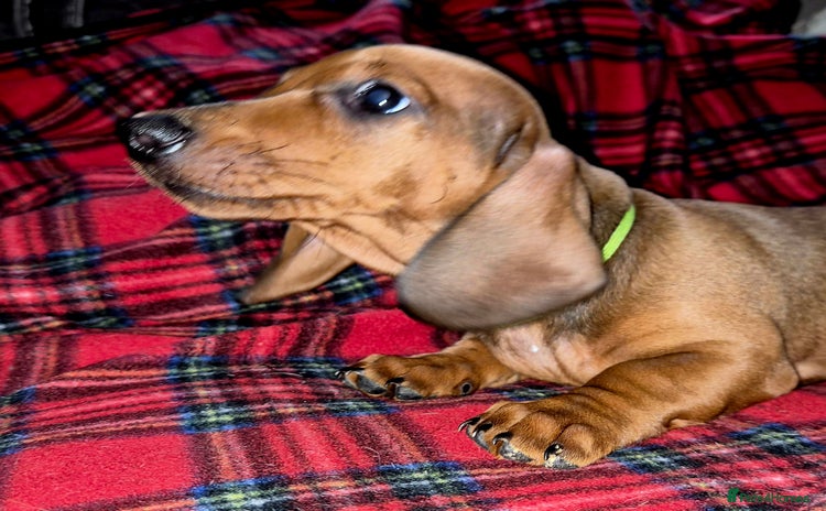 Dachshund dogs - Advert 1