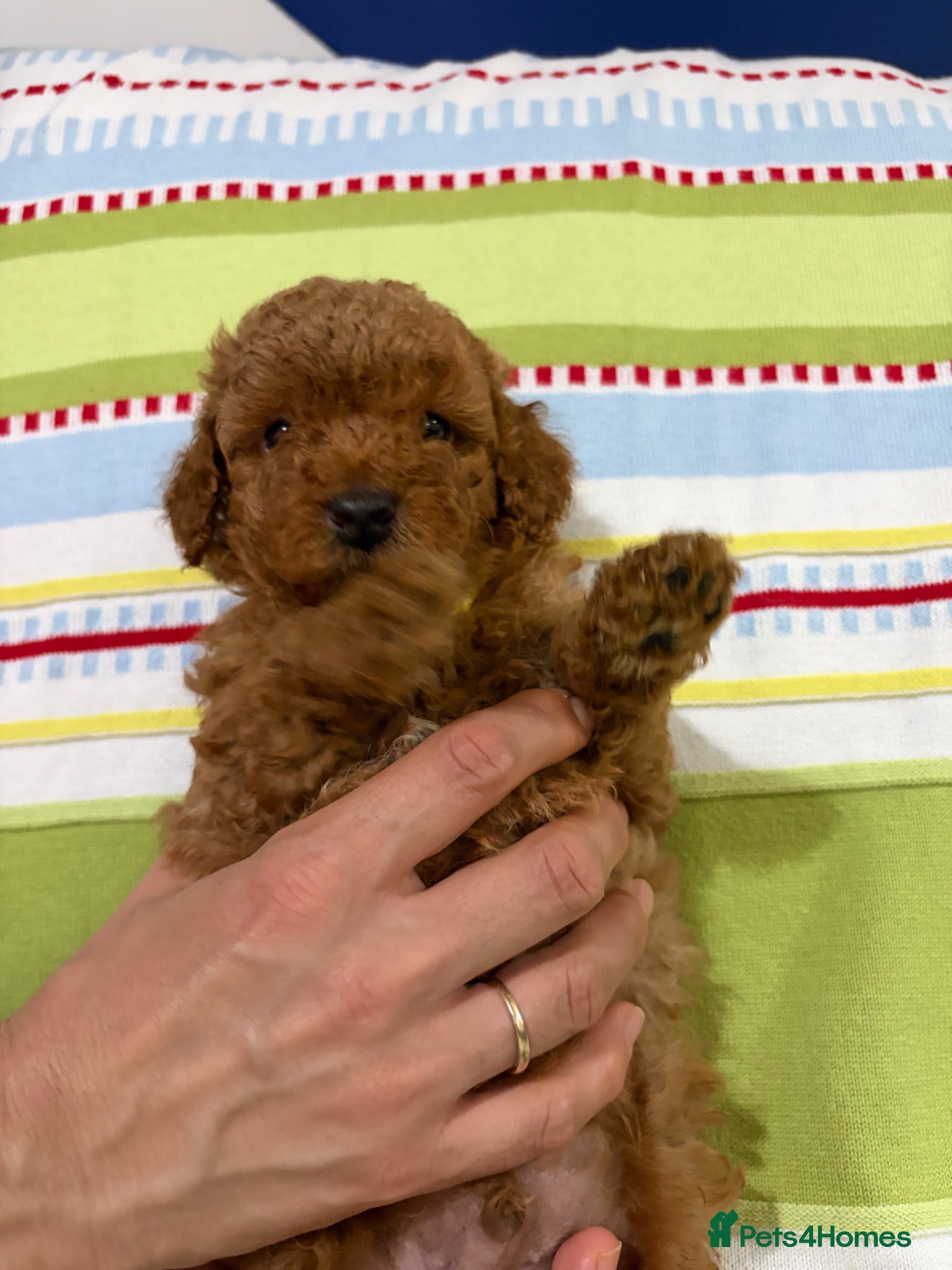 Toy Poodle dogs for sale: KC REGISTERED toy poodle puppies - Advert 8
