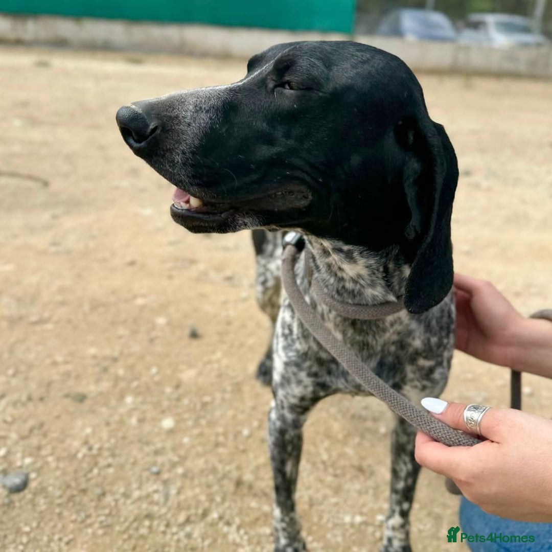 Mixed Breed dogs for adoption: Bracken (German Pointer mix) - Advert 11