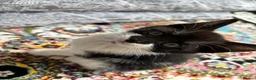 Domestic Shorthair cats for sale: Female Domestic shorthair black and white 8 weeks - Advert 2