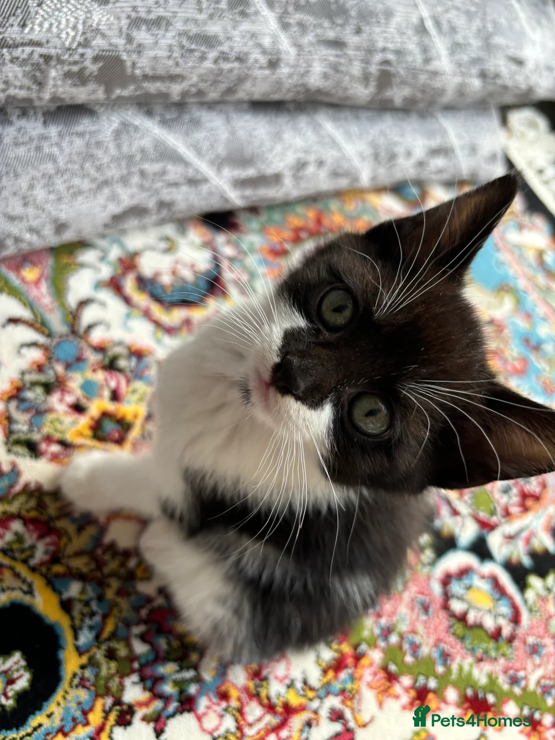 Domestic Shorthair cats for sale: Female Domestic shorthair black and white 8 weeks - Advert 2
