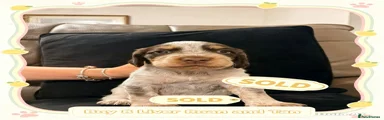 Cocker Spaniel 8