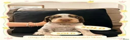 Cocker Spaniel dogs for sale: 🐾 8 Male Working Cocker Spaniel Puppies 🐾  - Advert 11