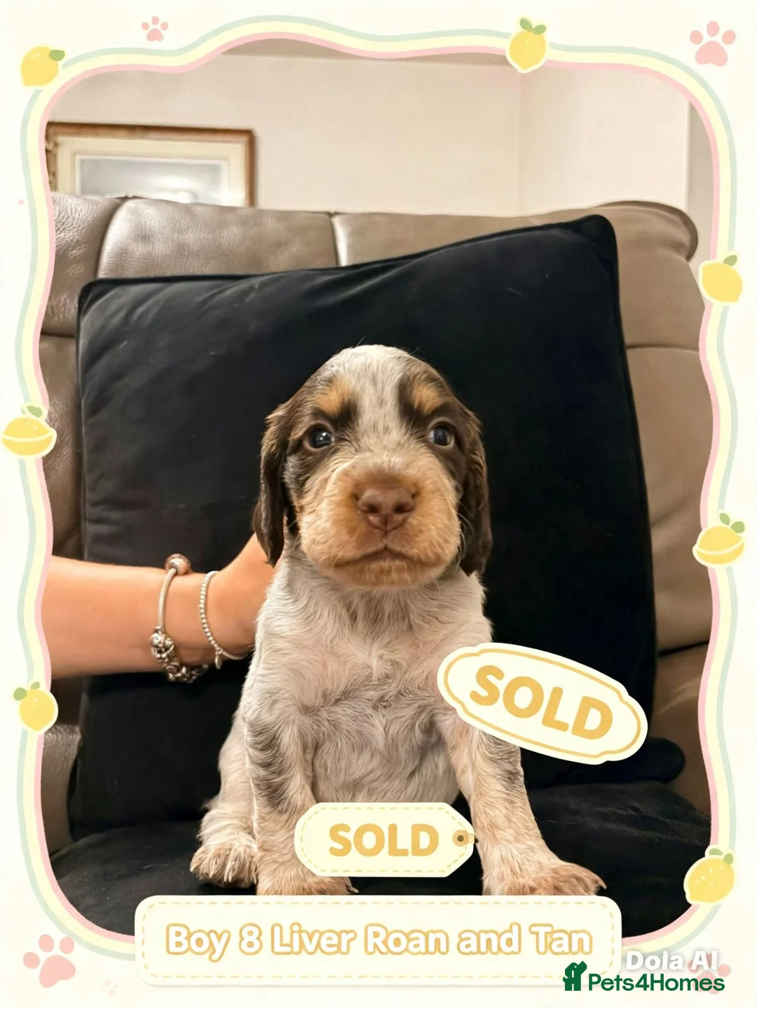 Cocker Spaniel dogs for sale: 🐾 8 Male Working Cocker Spaniel Puppies 🐾  - Advert 11