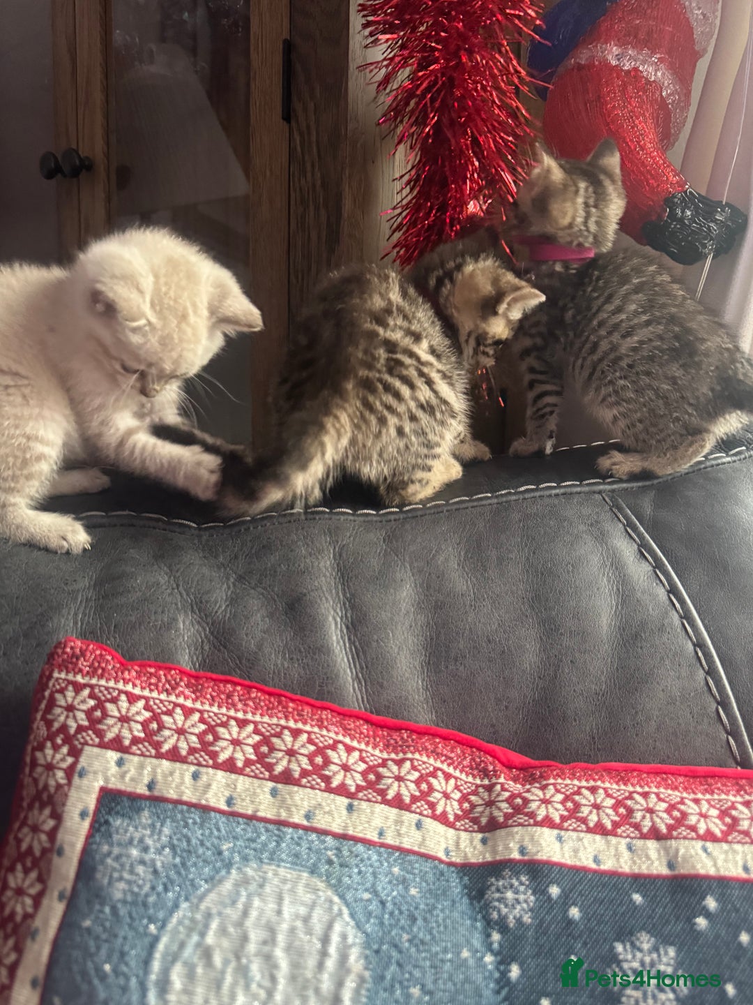 Mixed Breed cats for sale: Kittens needing loving homes  - Advert 24